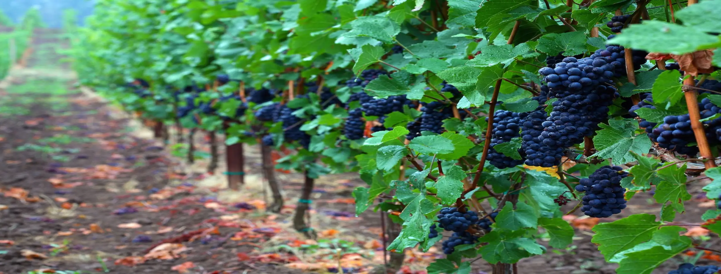 Image for Grape Valley